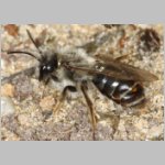 Andrena vaga mit Stylops - 03.jpg